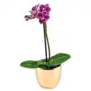 Bild 3 von Mini-Orchidee "Phalaenopsis"