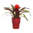 Bild 2 von GARDENLINE Bromelie