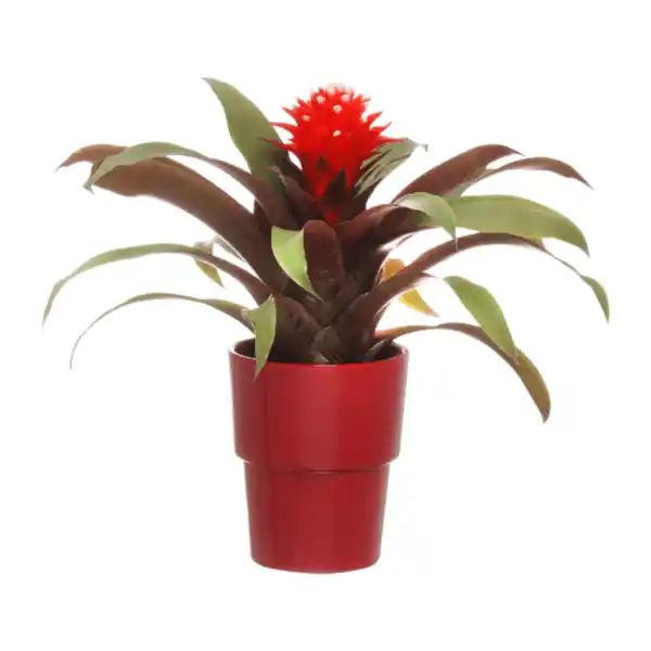 Bild 2 von GARDENLINE Bromelie