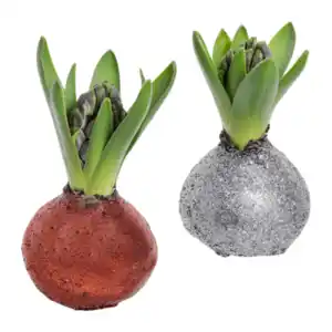 GARDENLINE Hyazinthe, gewachst