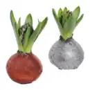 Bild 1 von GARDENLINE Hyazinthe, gewachst