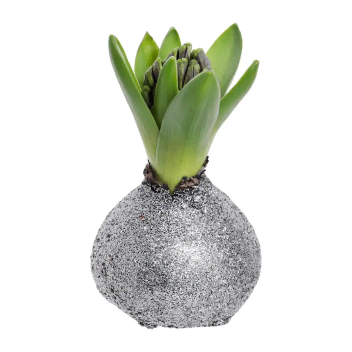 Bild 4 von GARDENLINE Hyazinthe, gewachst