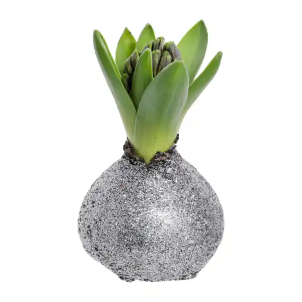 Bild 4 von GARDENLINE Hyazinthe, gewachst