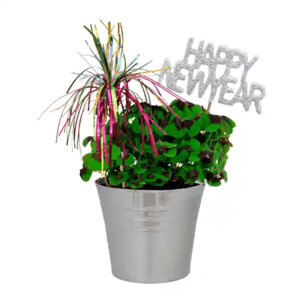 Bild 3 von GARDENLINE Glücksklee