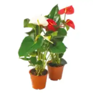 Anthurie „Flamingoblume“