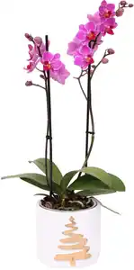 Orchidee Phalaenopsis H 45 cm, inkl. 12 cm Keramikübertopf