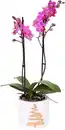 Bild 1 von Orchidee Phalaenopsis H 45 cm, inkl. 12 cm Keramikübertopf