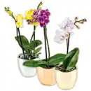 Bild 1 von Mini-Orchidee "Phalaenopsis"