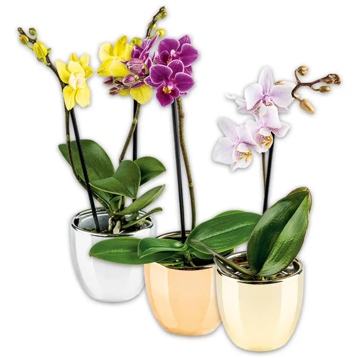 Bild 1 von Mini-Orchidee "Phalaenopsis"