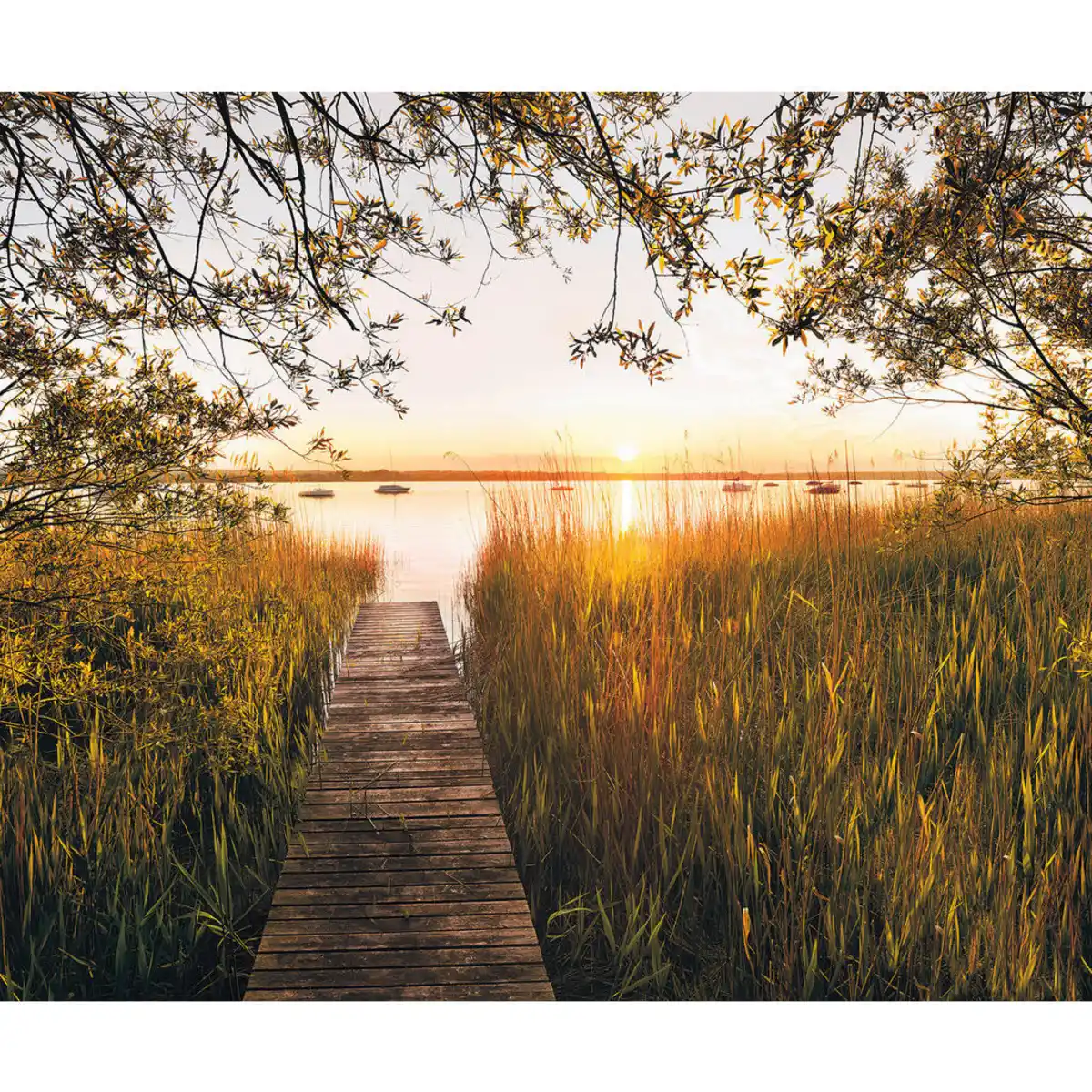 Bild 1 von Komar Vliestapete, Bäume, 300x250 cm, FSC Mix, Tapeten & Wandverkleidungen, Vliestapeten