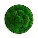 Bild 1 von Moosbild Grün, Grün