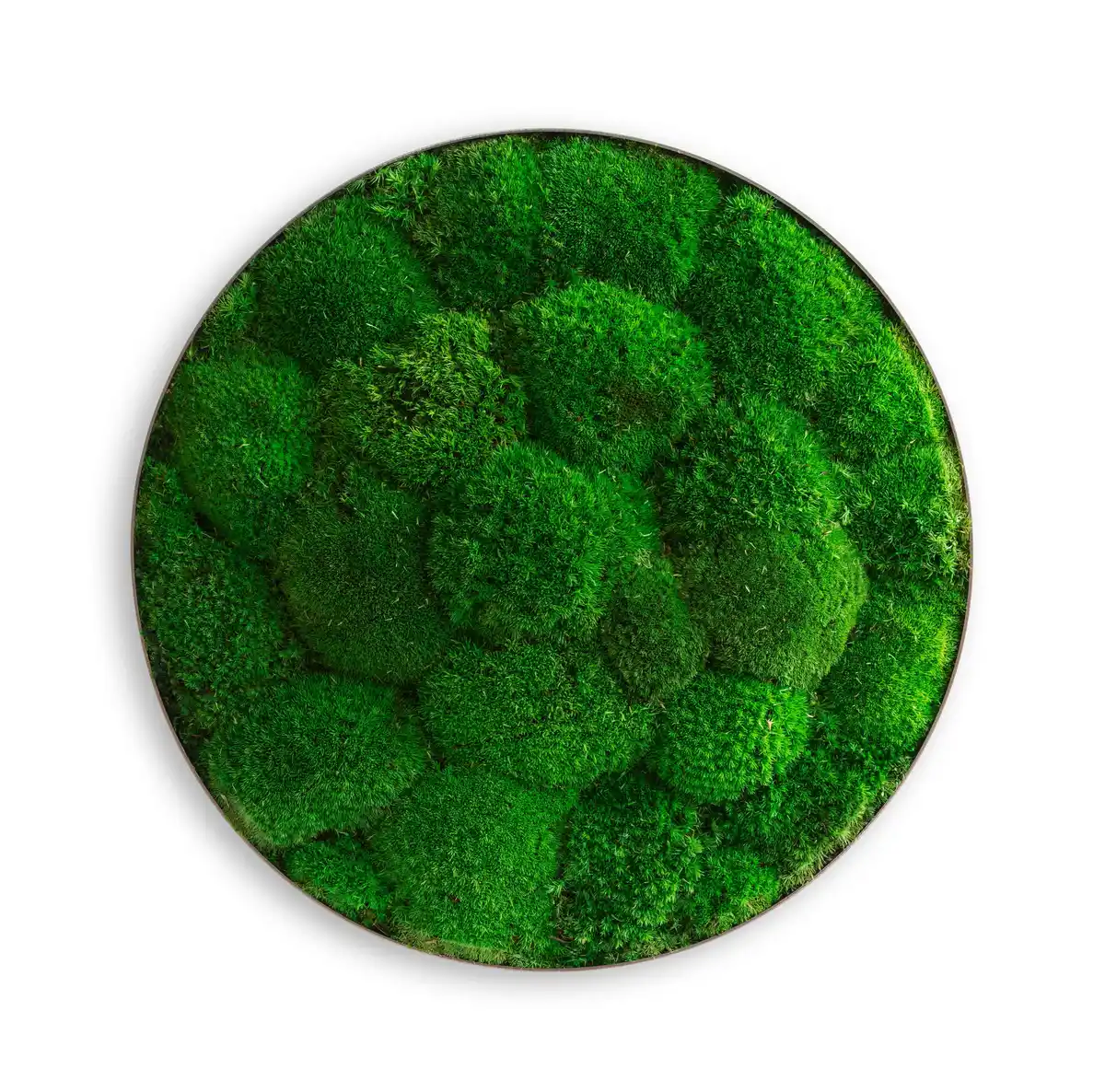 Bild 1 von Moosbild Grün, Grün