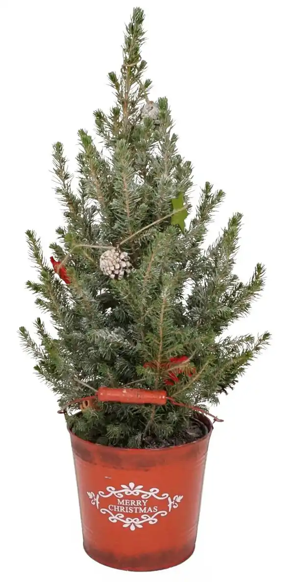 Bild 2 von Weihnachtsbaum, dekoriert