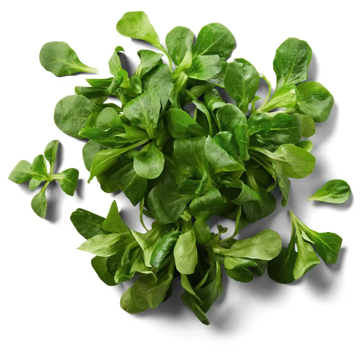 Bild 1 von Feldsalat von Ayse Pinar aus Heilbronn, 1 kg