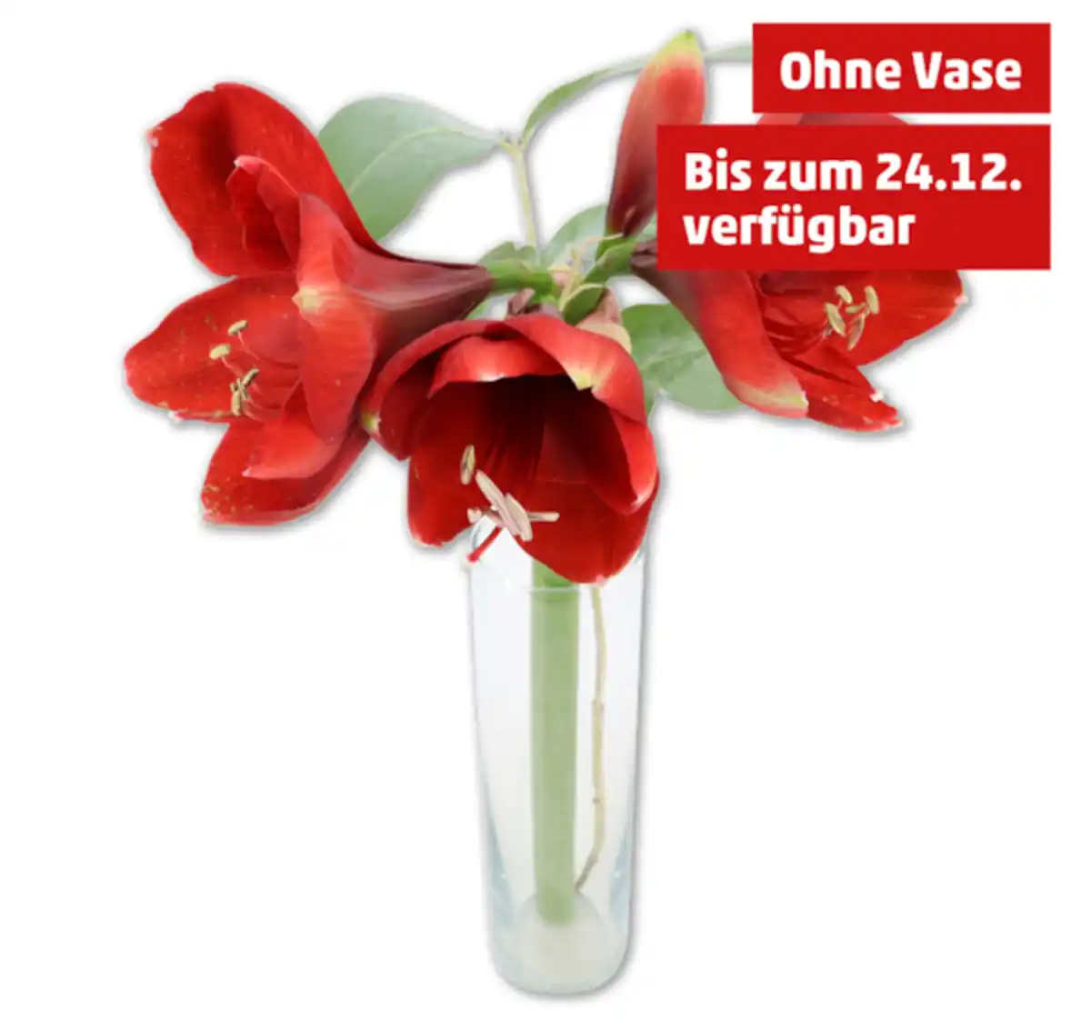 Bild 1 von Amaryllis*