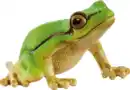 Bild 1 von Schleich 14882 Europäischer Laubfrosch
