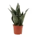 Bild 2 von GARDENLINE Sansevieria