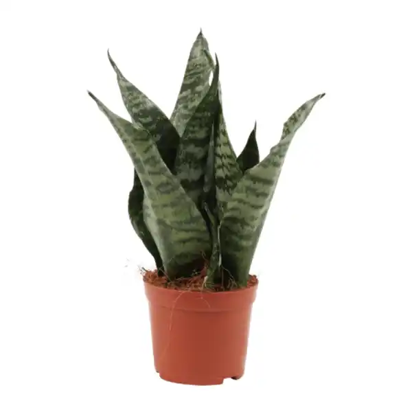 Bild 2 von GARDENLINE Sansevieria