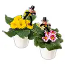 Bild 1 von Silvesterprimel