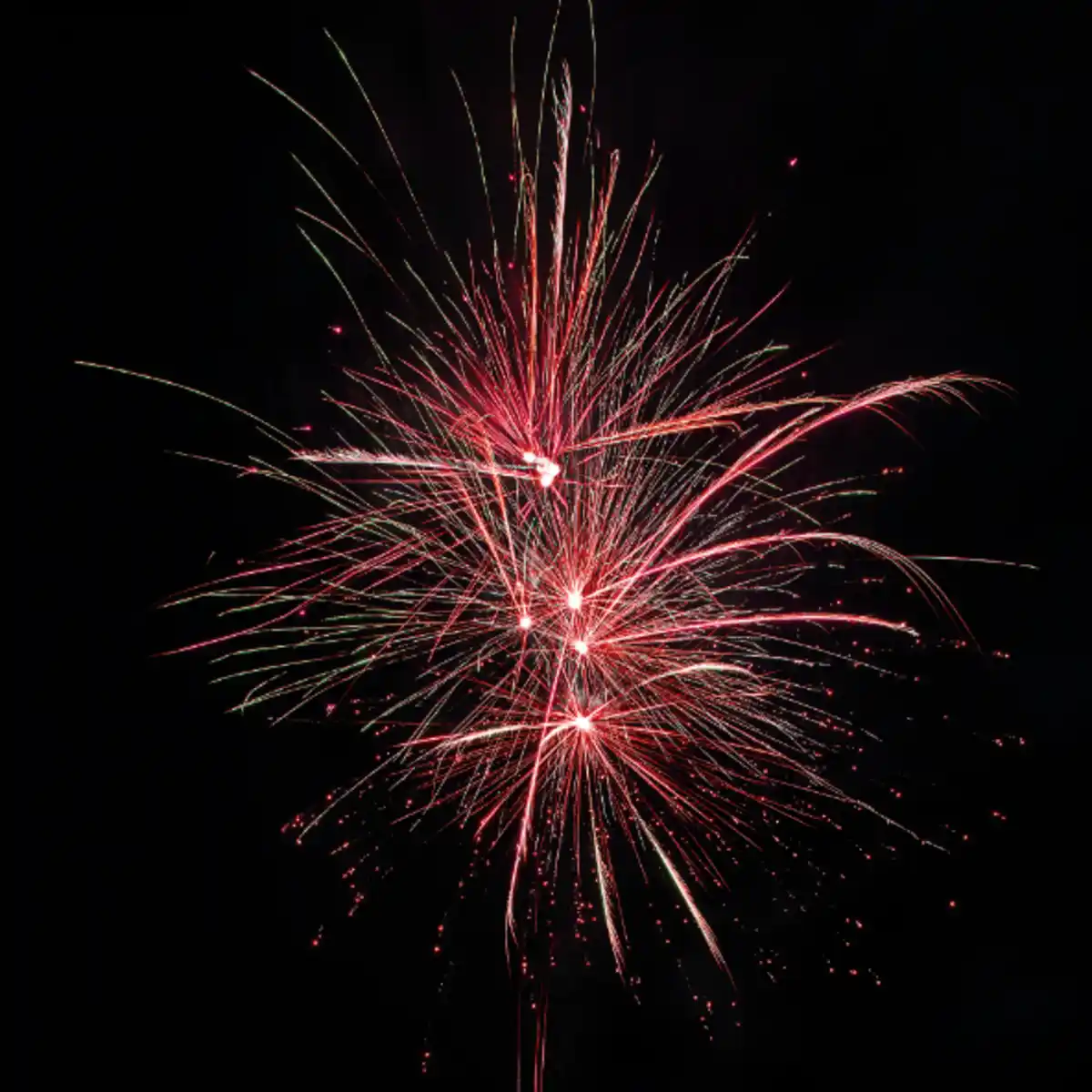 Bild 2 von NICO Hellhounds