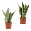 Bild 1 von GARDENLINE Sansevieria