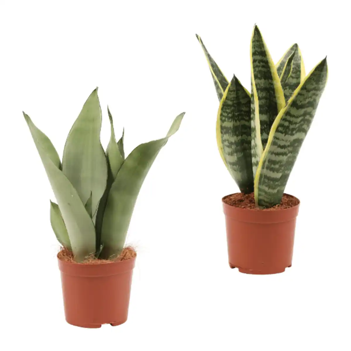 Bild 1 von GARDENLINE Sansevieria