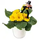 Bild 2 von Silvesterprimel