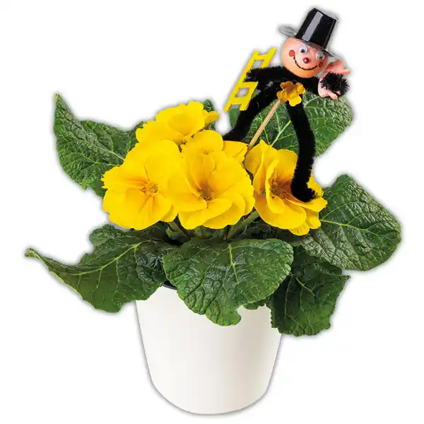 Bild 2 von Silvesterprimel