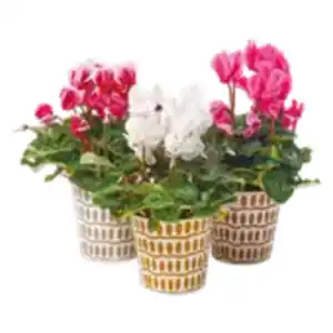 Cyclamen „Alpenveilchen“