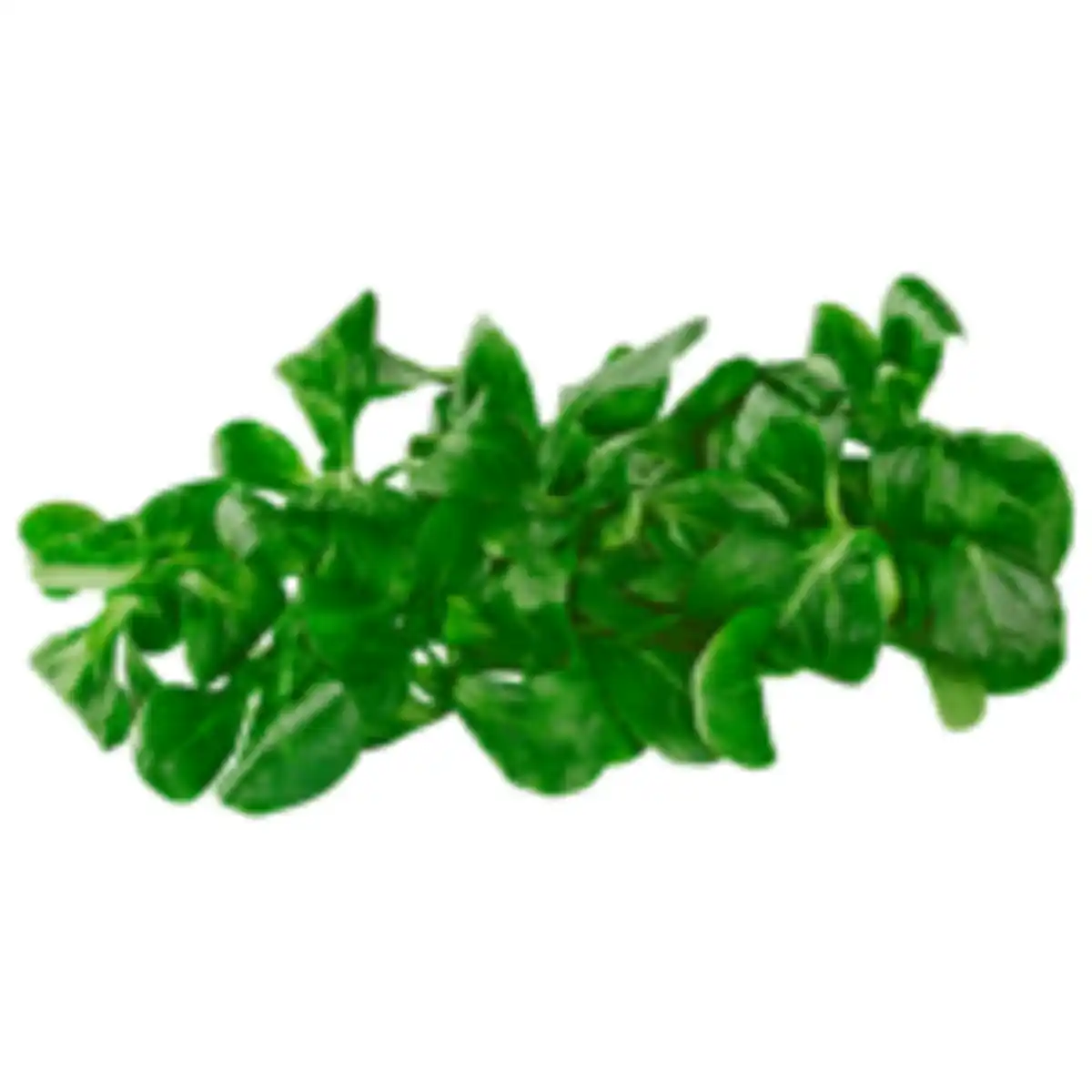 Bild 1 von Feldsalat