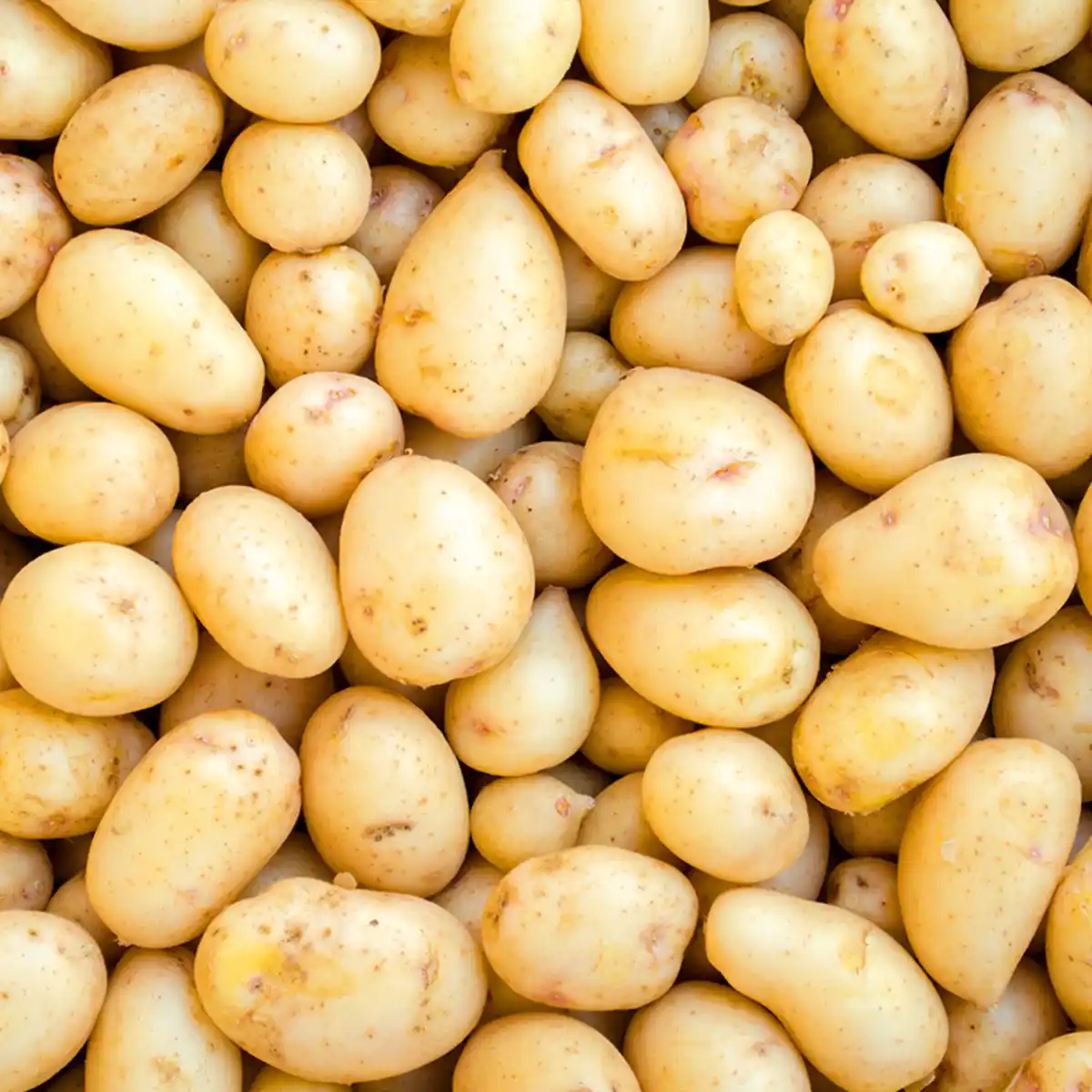 Bild 2 von Pom Alliance Speisekartoffeln