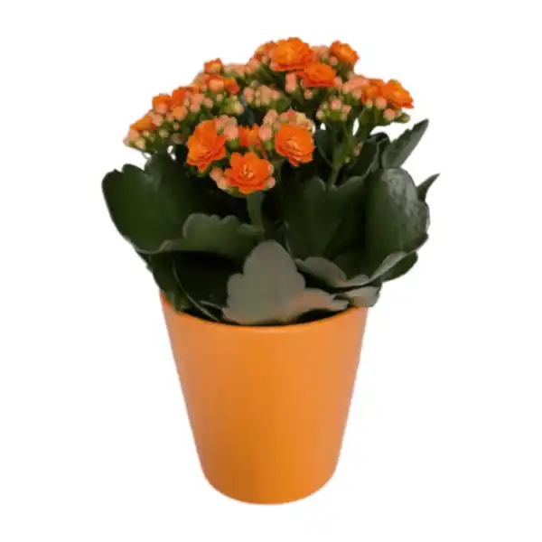 Bild 4 von GARDENLINE Kalanchoe