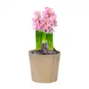 Bild 4 von GARDENLINE Hyazinthen / Narzissen