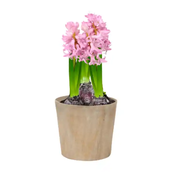 Bild 4 von GARDENLINE Hyazinthen / Narzissen