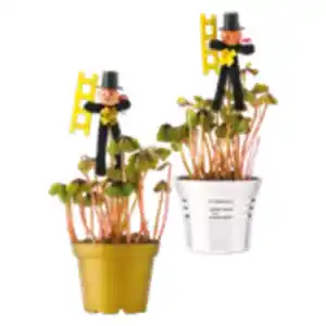 Glücksklee mit Schornsteinfeger