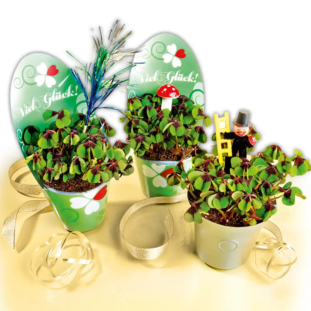 Bild 1 von Glücksklee