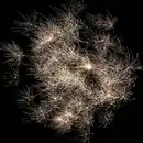 Bild 2 von NICO Rock & Howl