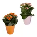 Bild 1 von GARDENLINE Kalanchoe