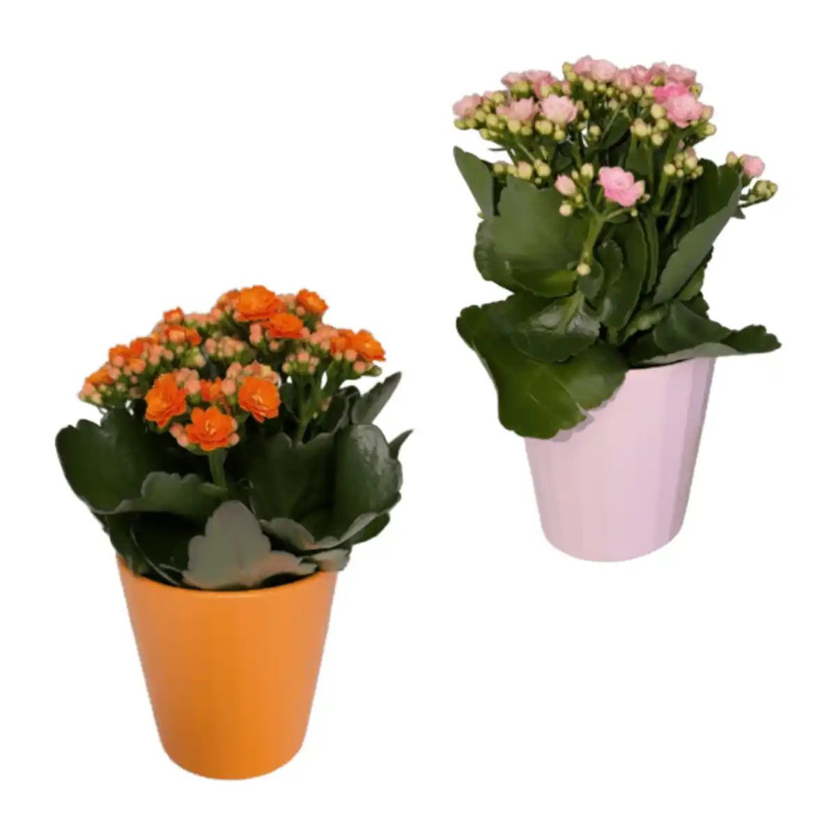 Bild 1 von GARDENLINE Kalanchoe