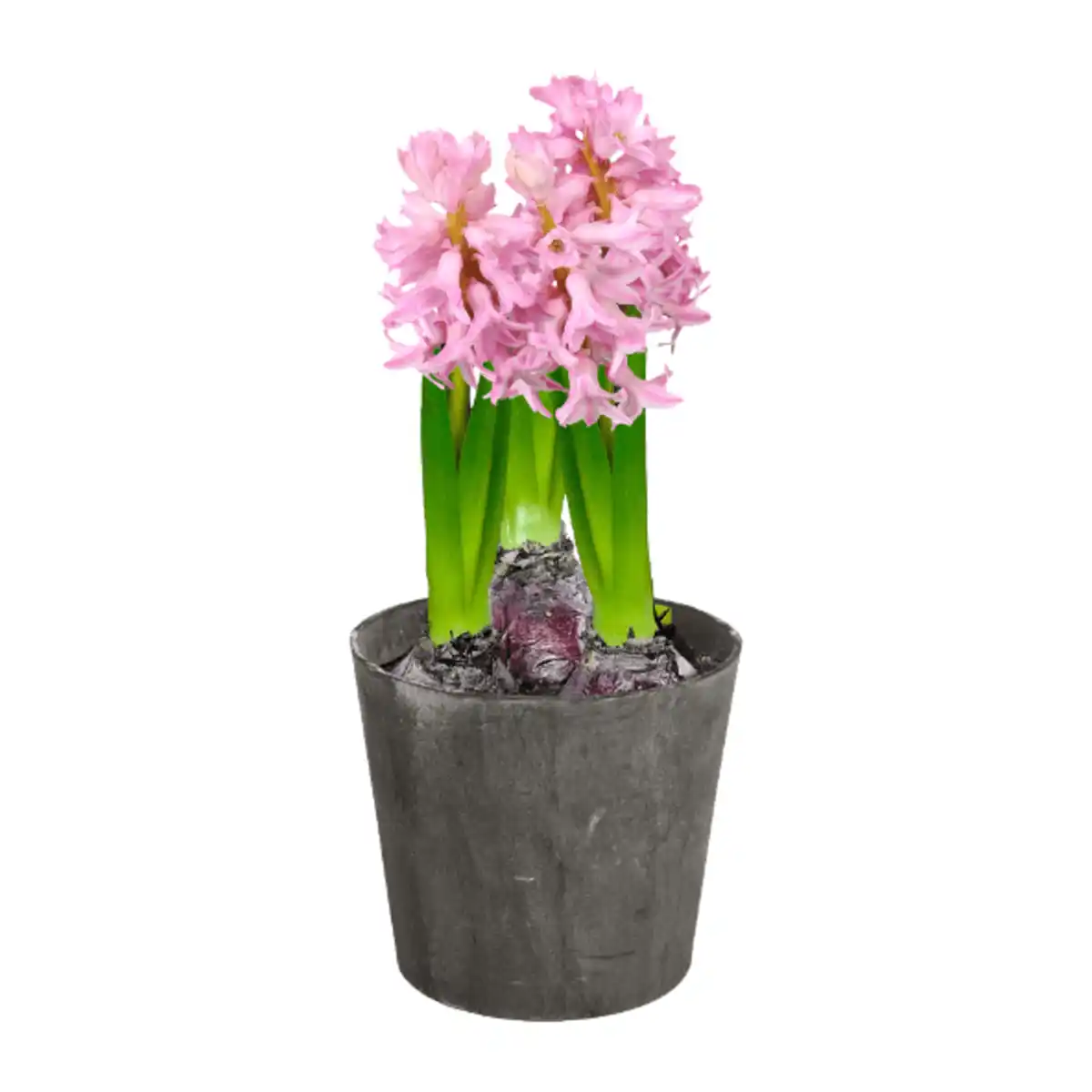 Bild 2 von GARDENLINE Hyazinthen / Narzissen