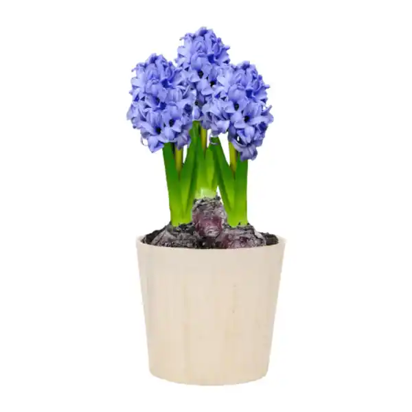 Bild 3 von GARDENLINE Hyazinthen / Narzissen