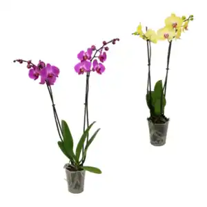 GARDENLINE Schmetterlings-Orchidee