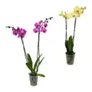 Bild 1 von GARDENLINE Schmetterlings-Orchidee