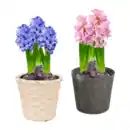 Bild 1 von GARDENLINE Hyazinthen / Narzissen