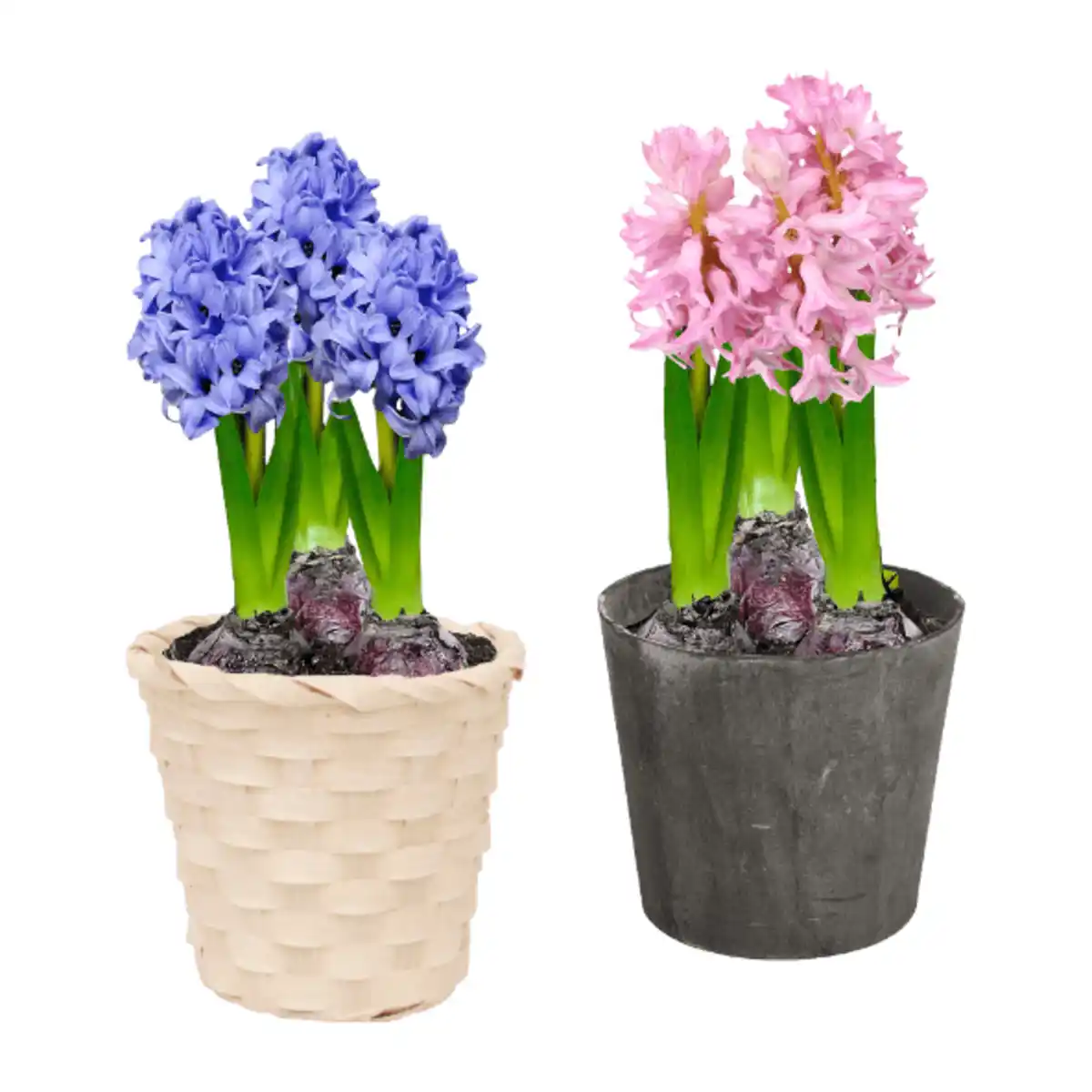 Bild 1 von GARDENLINE Hyazinthen / Narzissen