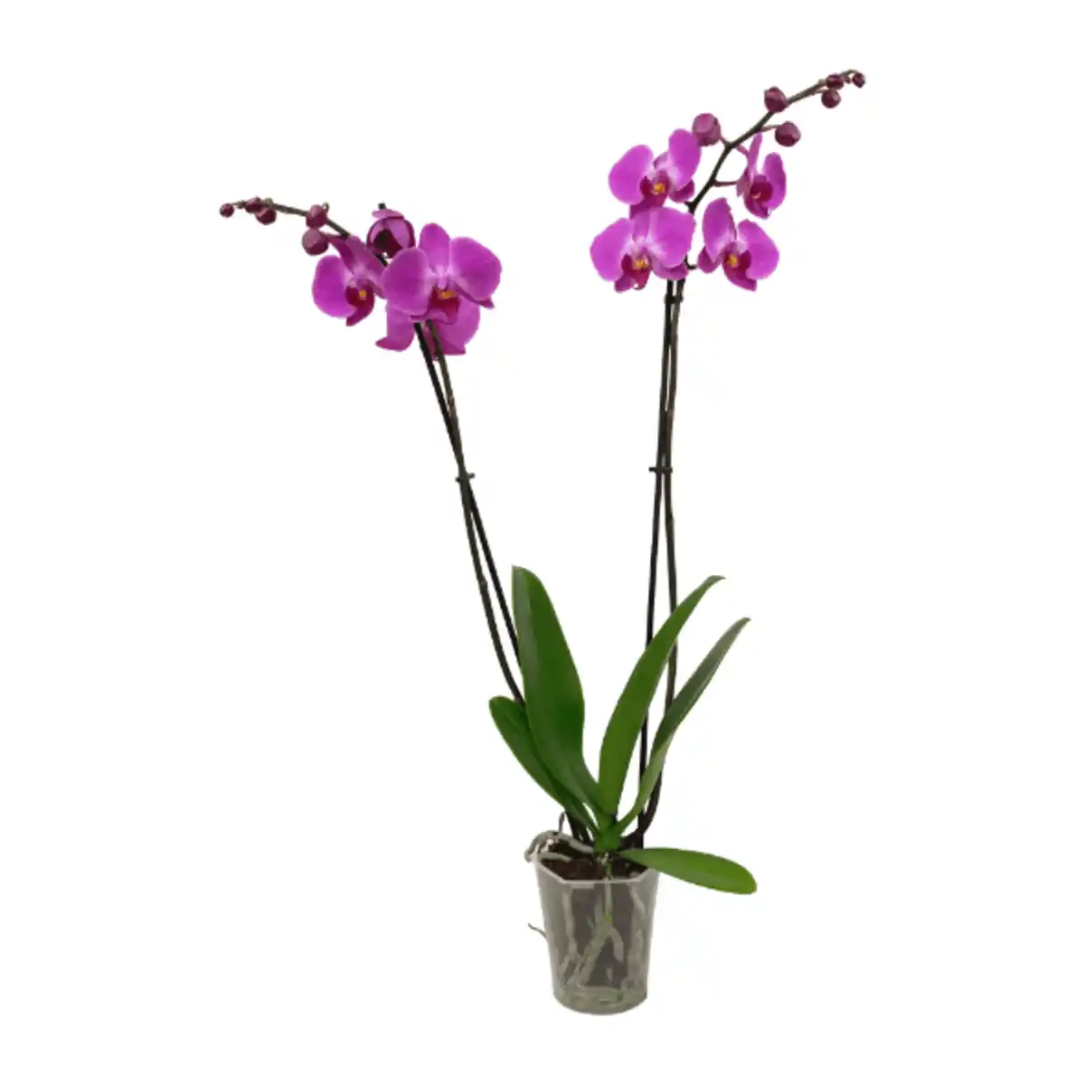 Bild 3 von GARDENLINE Schmetterlings-Orchidee