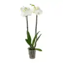 Bild 2 von GARDENLINE Schmetterlings-Orchidee