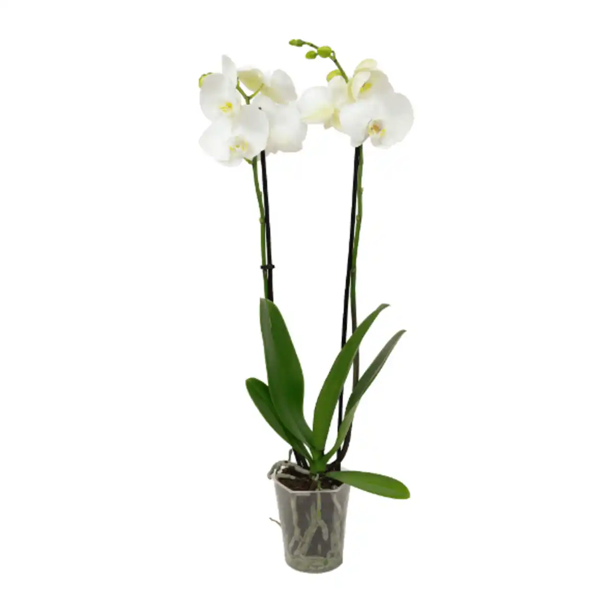 Bild 2 von GARDENLINE Schmetterlings-Orchidee