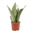 Bild 4 von GARDENLINE Sansevieria