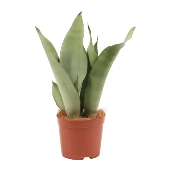Bild 4 von GARDENLINE Sansevieria